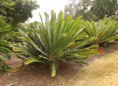 Encephalartos lebomboensis