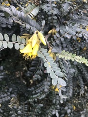 Sophora tetraptera