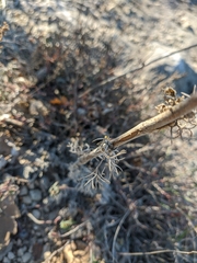Seseli dichotomum