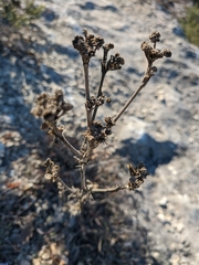 Seseli dichotomum