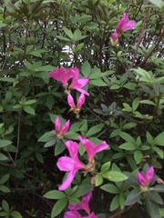 Rhododendron pulchrum phoeniceum