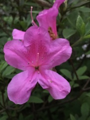 Rhododendron pulchrum phoeniceum