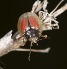 Paropsisterna selmani