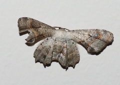 Phazaca leucocephala