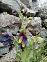 Cerinthe retorta