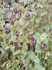 Cerinthe retorta