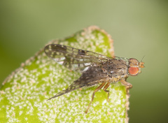 Austrotephritis bushi