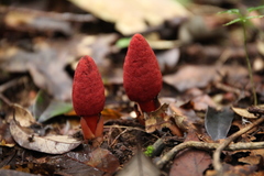 Balanophora laxiflora
