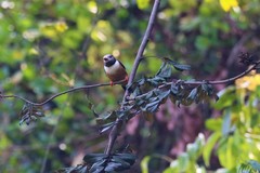 Prionops rufiventris