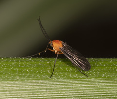 Pseudalysiinia mimicans