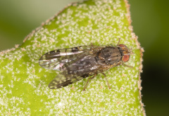Austrotephritis bushi