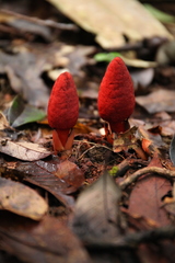 Balanophora laxiflora