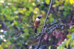 Prionops rufiventris