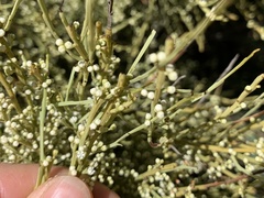 Choretrum glomeratum