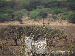 Mirafra erythroptera