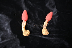Balanophora laxiflora