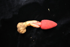 Balanophora laxiflora