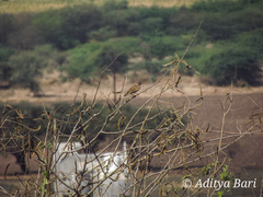 Mirafra erythroptera