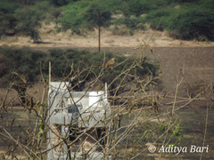 Mirafra erythroptera