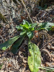 Pseudoturritis turrita