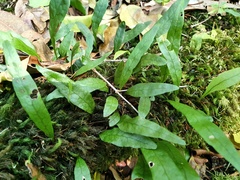 Microsorum scandens