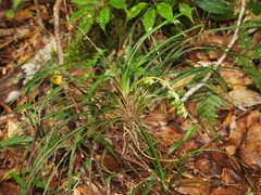 Ophiopogon