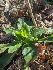 Pseudoturritis turrita