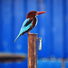 Halcyon smyrnensis