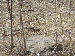 Mirafra erythroptera