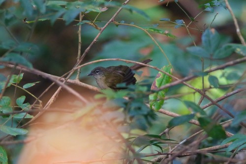 iNaturalist image