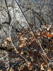 Pseudoturritis turrita