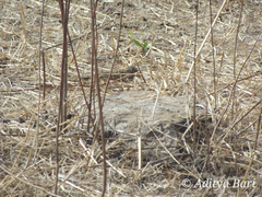 Mirafra erythroptera