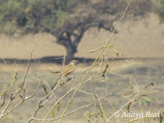 Mirafra erythroptera