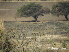 Mirafra erythroptera