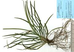 Ophiopogon