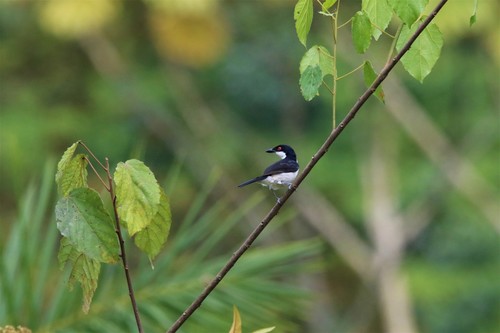 Red-eyed Puffback (Dryoscopus senegalensis), photo 4