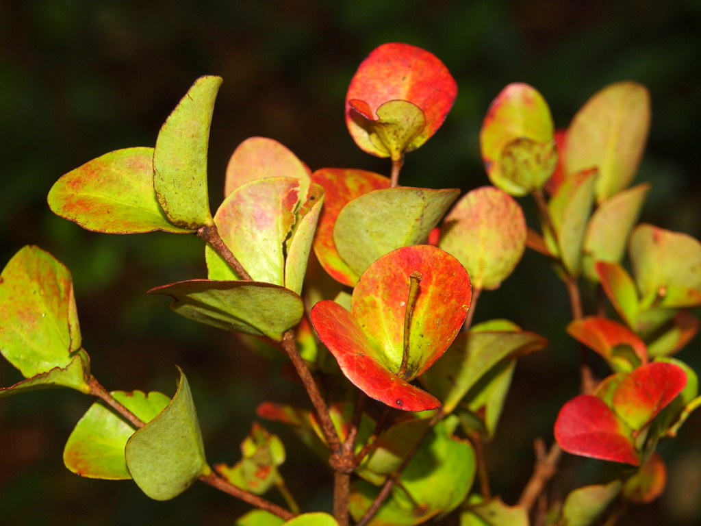 Macrosolen bidoupensis (Macrosolen bidoupensis)