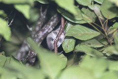 Cercartetus caudatus
