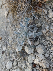 Matthiola odoratissima