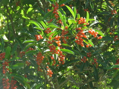 Citharexylum montevidense