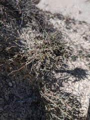Genista albida
