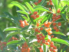 Citharexylum montevidense