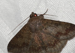 Ericeia inangulata