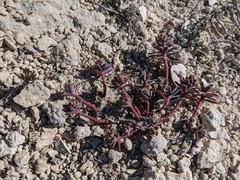 Euphorbia petrophila