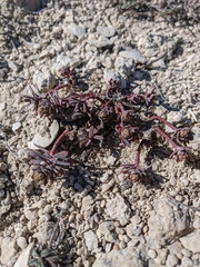 Euphorbia petrophila