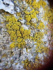 Candelariella coralliza