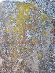 Candelariella coralliza