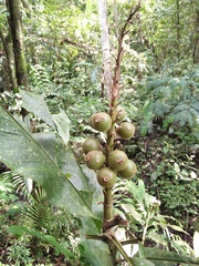 Alpinia malaccensis