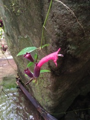 Aeschynanthus radicans