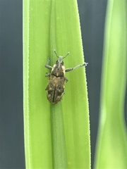 Hypolixus mastersii